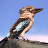 Blue-winged Kookaburra