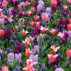 colorful blue polka dot garden by Marjorie Speiser - Flowers Flower Gardens