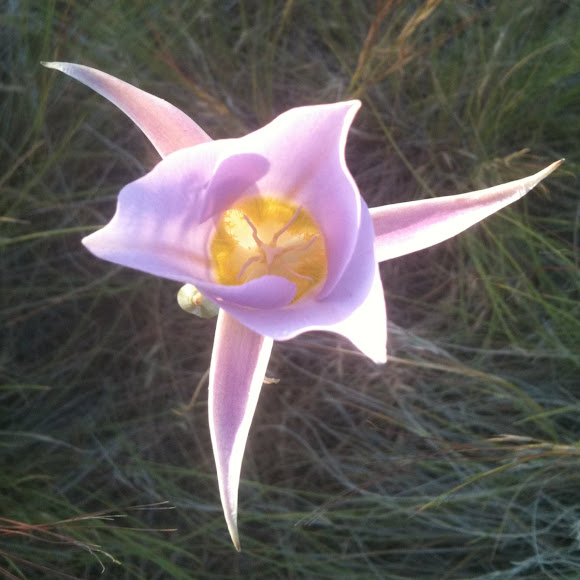 sagebrush mariposa lily Project Noah