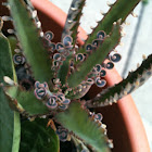 Mother of Thousands