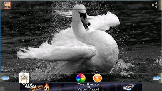 How to get Duck Wallpapers 6.2 apk for android