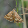 Synaphe moldavica Moth