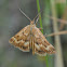 Synaphe moldavica Moth