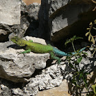 Sceloporus lizard