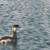 horned grebe