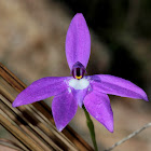 Wax-lip orchid