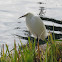 Snowy egret