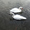 Trumpeter Swan