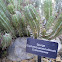 Spurge Cacti