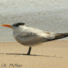 Royal Tern (non-breeding)