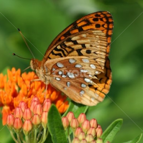 by Karin Pelton - Animals Insects & Spiders