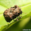 Warty leaf beetle