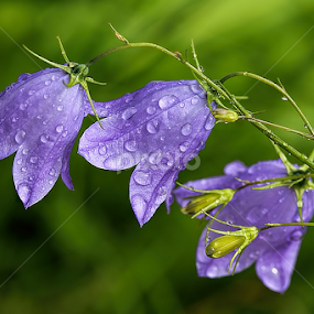 by Jane Bjerkli - Flowers Flowers in the Wild