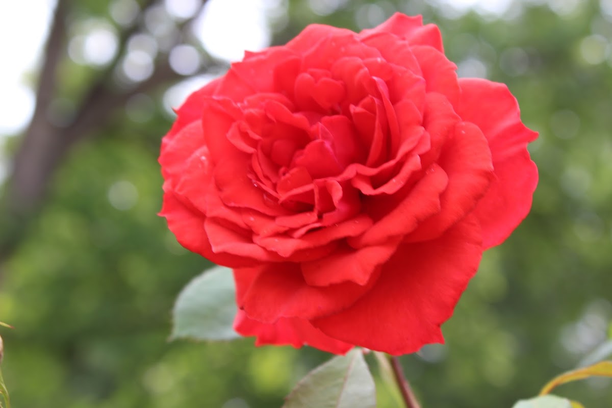 hybrid garden rose
