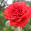 hybrid garden rose
