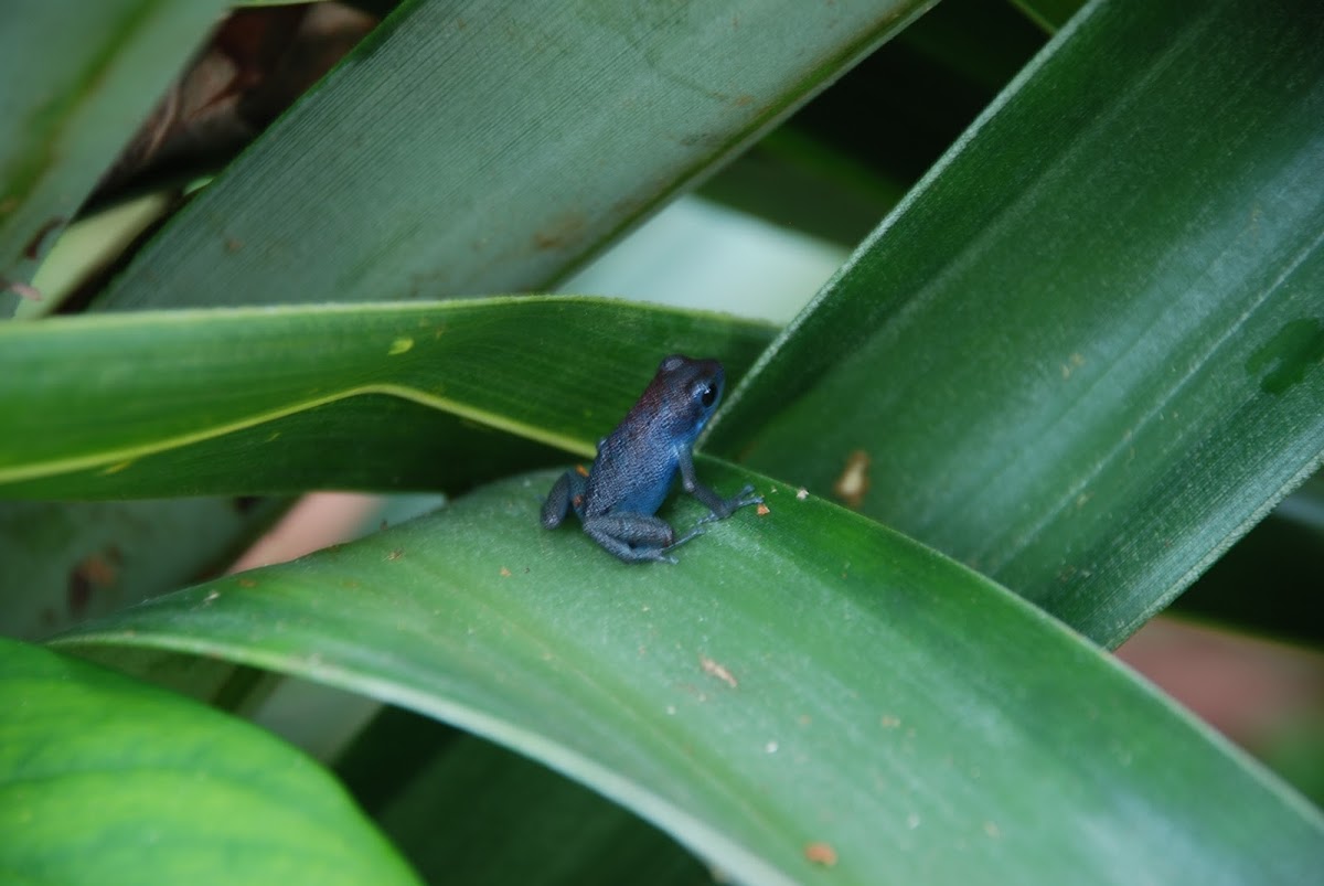Blue Jean Posion Dart Frog