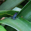 Blue Jean Posion Dart Frog