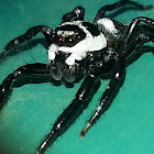 Formosa Jumping Spider