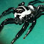 Formosa Jumping Spider