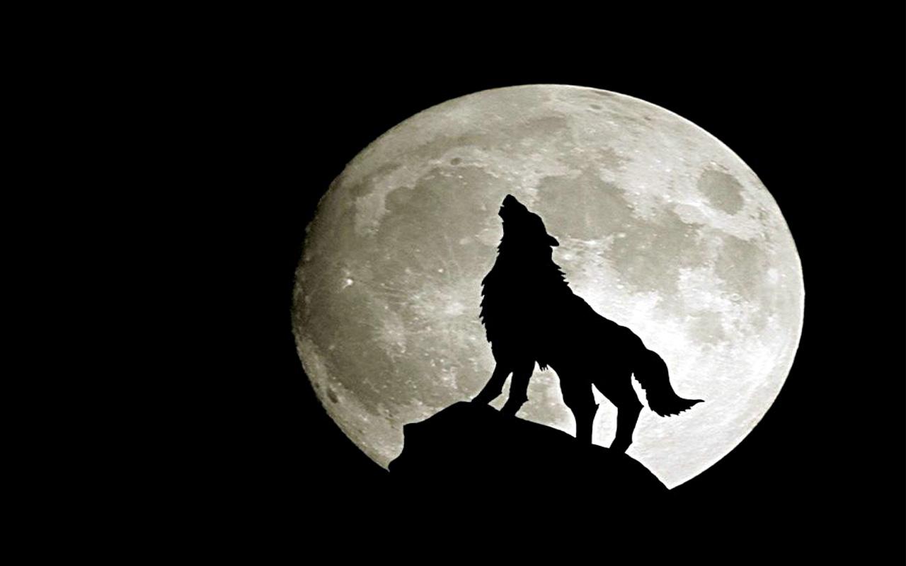 Wolves Live Wallpaper Android Apps On Google Play