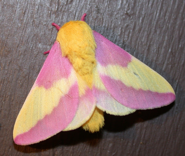 Rosy Maple Moth  o wonderful, wonderful