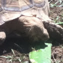 Spur thighed tortoise