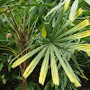 Mangrove fan palm
