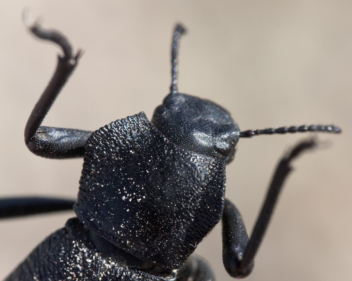 Pinacate beetle