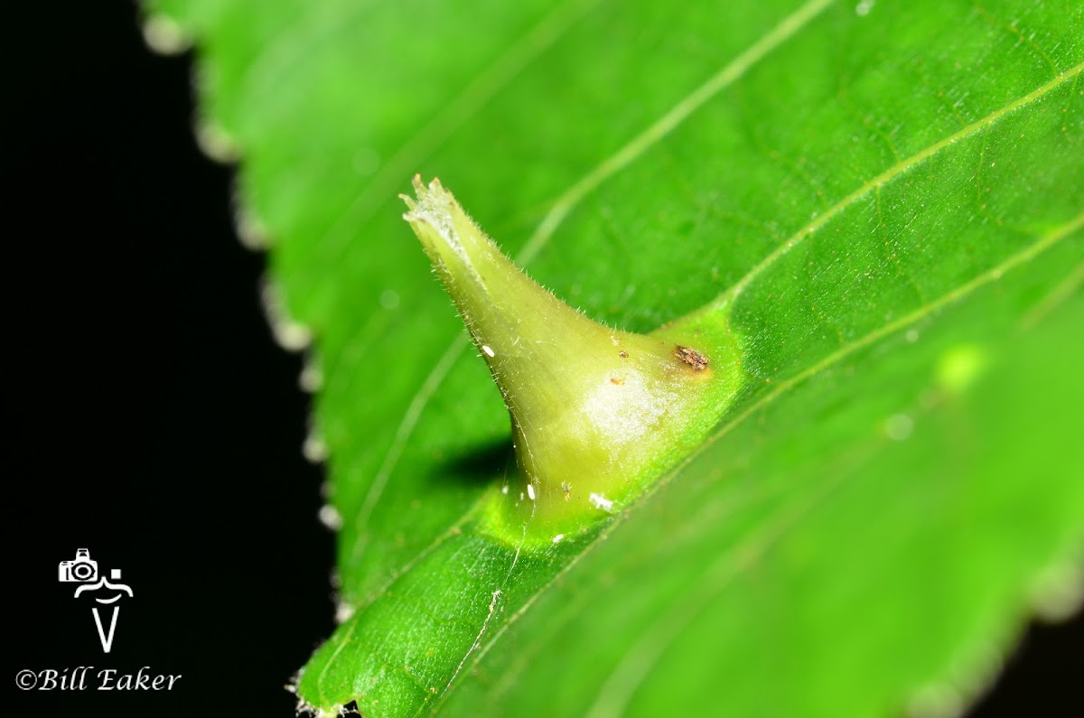 Unknown Gall
