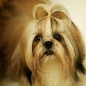 3D cute dog 61 logo