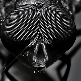 Cute Eyes by Sengkiu Pasaribu - Black & White Macro
