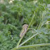 Black Swallowtail Caterpillars (3 instars)