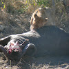 Lion Kill (Kruger)