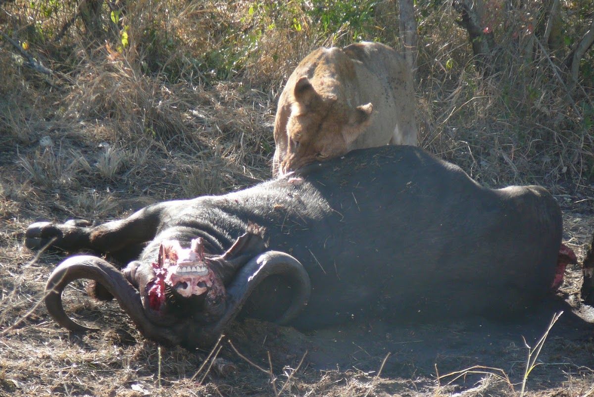 Lion Kill (Kruger)