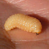 unkown larva