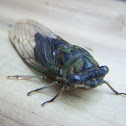 Dog Day Cicada