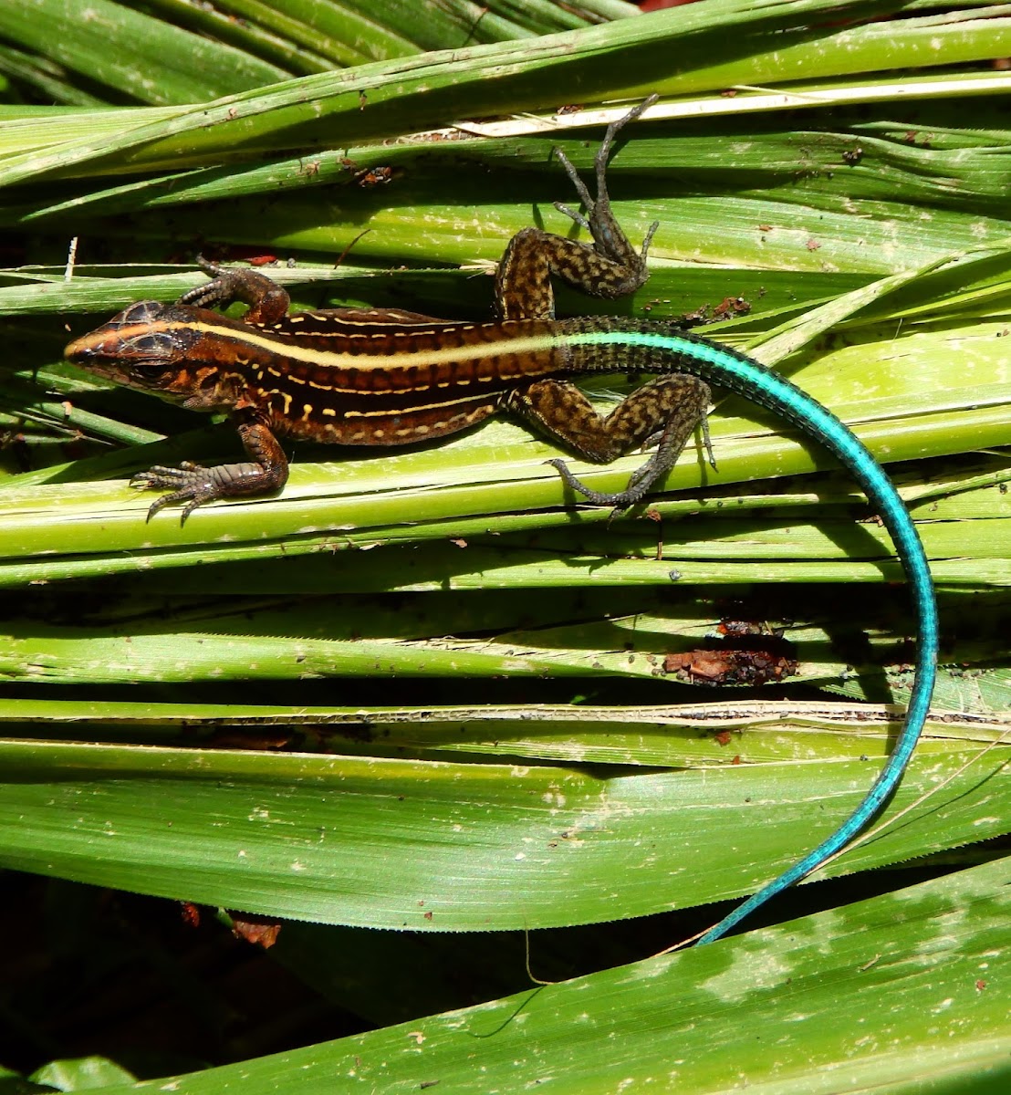 Middle American Ameiva