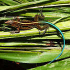 Middle American Ameiva