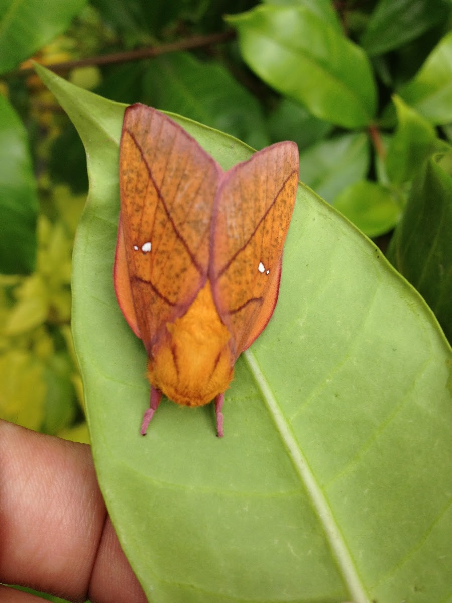 Royal moth