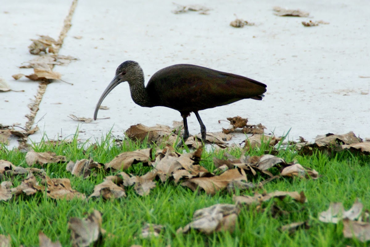 White-faced ibis