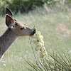 Mule Deer