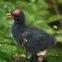 Common Gallinule (baby)