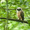 Spectacled Owl