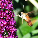 Hummingbird moth