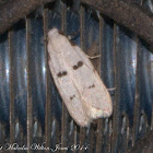 Symmocid Moth
