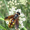 Scoliid wasp (female)