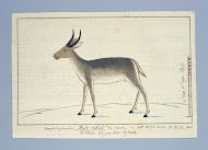 Redunca arundinum (Southern reedbuck; male)
