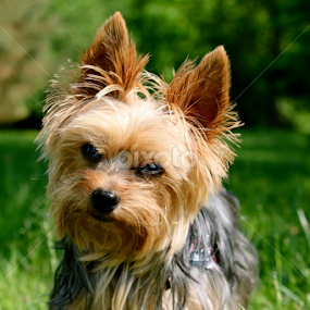 Curious Yorkie by Sydney Rohmann - Animals - Dogs Portraits