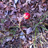 Red Berry Thorn Bush