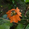 Orange marmalade flower